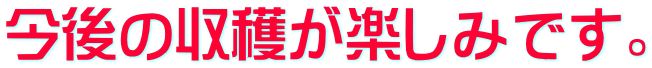 今後の収穫が楽しみです。